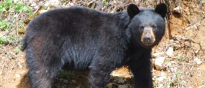 ‘a-highly-unusual-situation’:-authorities-go-after-man-for-shooting-bear-cubs
