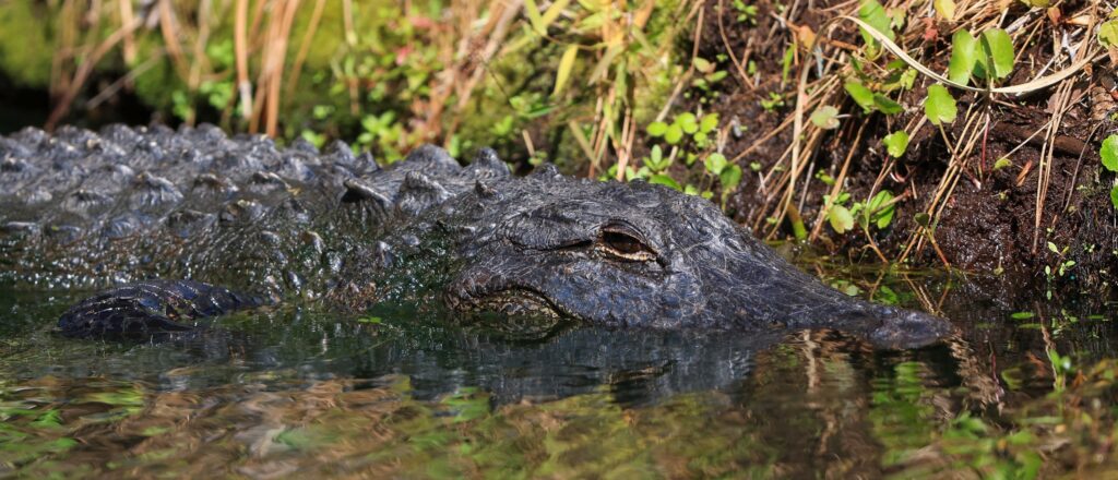 witness-reportedly-spots-14-foot-alligator-carrying-dead-body-in-its-mouth