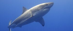 ‘gnarly-charley’-dude-gets-bitten-by-shark,-uses-leash-as-tourniquet-and-drives-himself-to-hospital