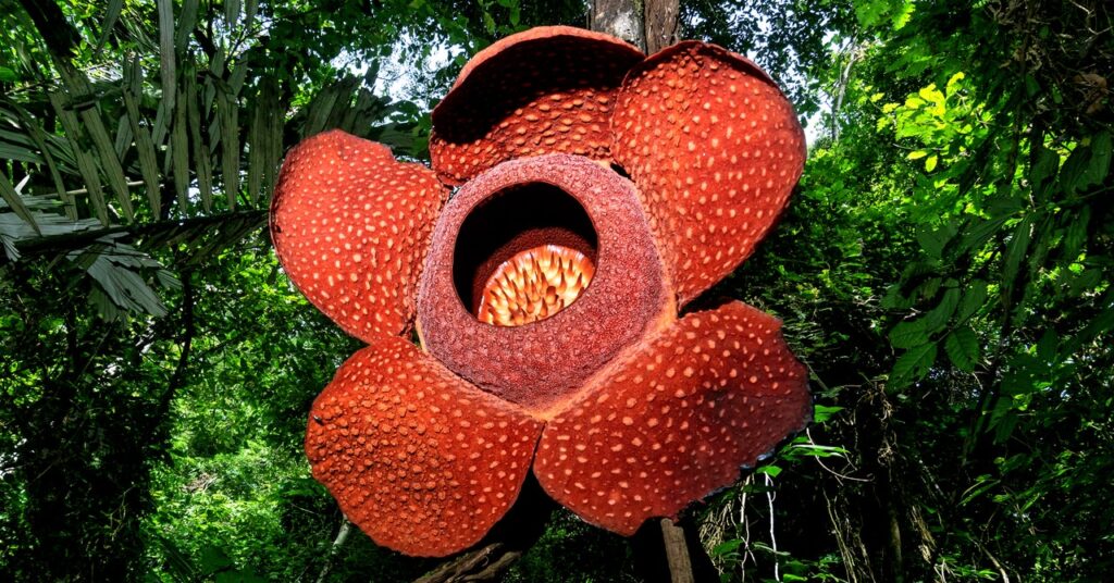 the-world’s-largest—and-stinkiest—flower-is-in-danger-of-extinction