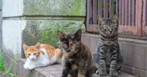 disturbing-wave-of-cat-disappearances-hits-bangor,-maine-–-officials-doubt-wildlife-is-to-blame