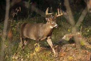 wisconsin-dnr-looking-to-test-more-than-19k-deer-for-cwd-–-washington-examiner