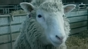 montana-man-sentenced-to-jail-after-cloning-sheep-|-the-gateway-pundit-|-by-anthony-scott
