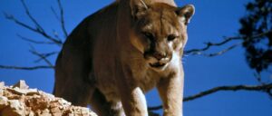 colorado-man-goes-camping-with-his-dog,-kills-mountain-lion-with-shovel,-officials-say