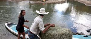 fact-check:-video-of-horse-being-rescued-from-flood-predates-hurricane-helene