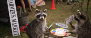 video-shows-roughly-100-hungry-raccoons-on-woman’s-front-lawn