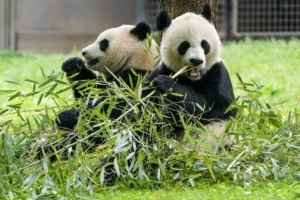 china-sends-two-pandas-to-dc-smithsonian-national-zoo-after-11-months-with-none-–-washington-examiner