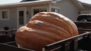 must-see:-firefighter-grows-record-breaking-1-ton-pumpkin-|-the-gateway-pundit-|-by-anthony-scott