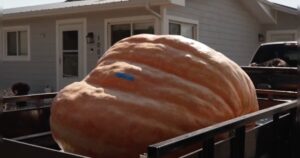 must-see:-firefighter-grows-record-breaking-1-ton-pumpkin