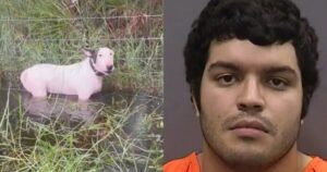 florida-man-arrested-for-animal-cruelty-after-mercilessly-tying-his-dog-to-a-fence-post-in-rising-floodwaters-ahead-of-hurricane-milton-|-the-gateway-pundit-|-by-jim-hᴏft