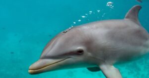 dolphins-are-exhaling-microplastics