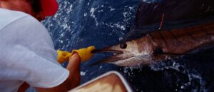 fisherman-appears-to-break-record-by-reeling-in-absolutely-massive-swordfish