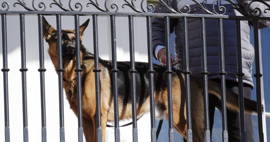 joe-biden’s-dog-commander-bites-another-secret-service-agent