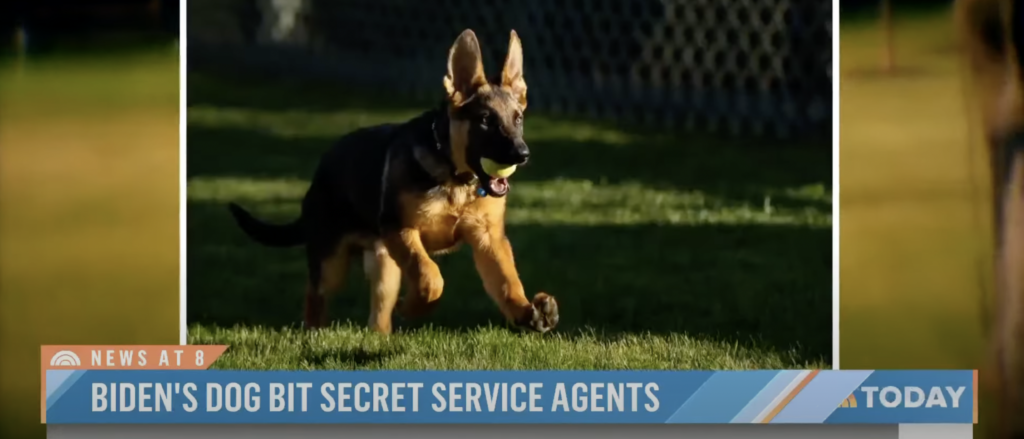 biden’s-dog-commander-reportedly-bites-another-secret-service-agent-in-11th-known-incident