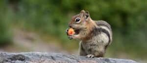 famous-pet-squirrel-euthanized-by-new-york-bureaucracy-in-home-raid