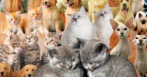 thousands-of-people-are-cloning-their-dead-pets.-this-is-the-woman-they-call-first