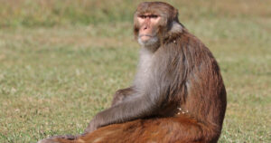 breaking:-south-carolina-on-high-alert-—-authorities-warn-residents-to-lock-doors-and-windows-after-40+-monkeys-escape-research-facility-|-the-gateway-pundit-|-by-jim-hᴏft