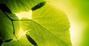 researchers-give-animal-cells-the-ability-to-photosynthesize-for-the-first-time