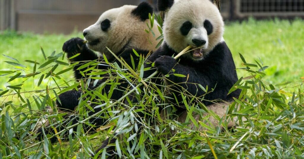 government-shutdown:-smithsonian’s-national-zoo’s-farewell-event-for-pandas-could-be-cut-short