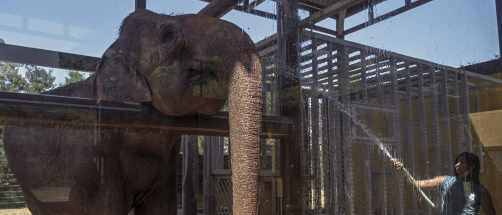 new-law-gives-elephants-legal-rights-in-one-tiny-california-city