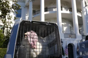 watch-live:-biden-pardons-turkeys-ahead-of-thanksgiving-–-washington-examiner