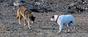 woman-calls-animal-control-over-coyotes.-officer-arrives-and-kills-man’s-dog