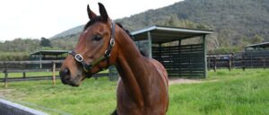 mom-of-the-year-picks-up-daughter-from-school-on-horseback