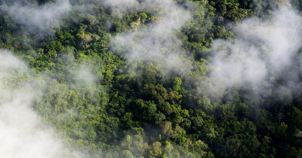 a-revelation-about-trees-is-messing-with-climate-calculations