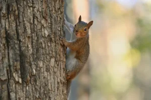 p’nut-the-squirrel’s-owners-to-sue-new-york-for-killing-beloved-pets-–-washington-examiner