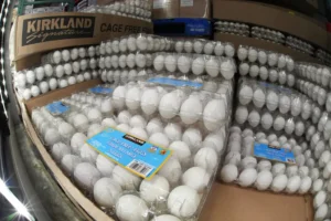 eggs-distributed-to-costco-stores-recalled-over-salmonella-concerns-–-washington-examiner