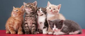 report:-ohio-woman-pleads-guilty.-judge-sentences-her-to-prison-for-‘stomping-on,’-eating-cat