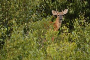 wisconsin-gun-hunting-deer-harvest-totals-of-nearly-190k-surpass-2023-–-washington-examiner