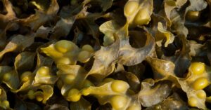 skip-the-sea-kelp-supplements