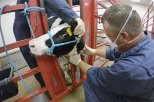 usda-demands-national-milk-supply-get-tested-for-bird-flu-–-washington-examiner
