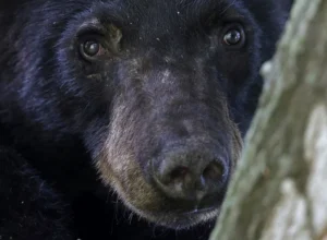 black-bear-hunting-returns-to-louisiana-–-washington-examiner