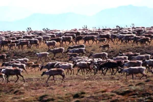 biden-administration-sets-oil-auction-in-alaska’s-coastal-plain