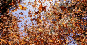 climate-change-is-destroying-monarch-butterflies’-winter-habitat