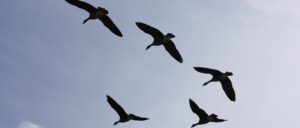 ‘it-just-blew-up-last-week’:-birds-dropping-from-sky-in-kansas-city