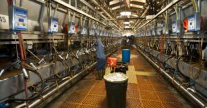 mega-farms-are-driving-the-threat-of-bird-flu