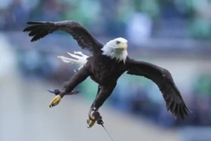 the-us-may-finally-designate-the-bald-eagle-as-its-national-bird