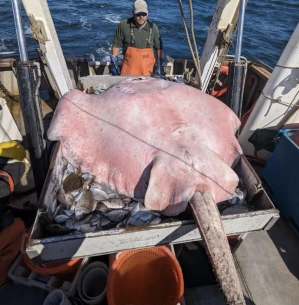 giant-400-pound-stingray-caught-in-long-island-sound