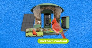 the-best-smart-bird-feeders-for-backyard-birding