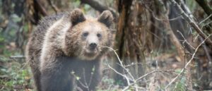 hunter-killed-after-dead-bear-falls-from-tree