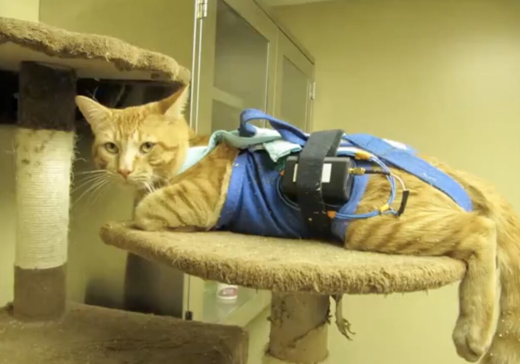 rand-paul’s-festivus-report-exposes-fauci’s-nih-wasting-taxpayer’s-money-on-barbaric-cat-experiments-with-electroshock-and-brain-mutilation-|-the-gateway-pundit-|-by-jim-hᴏft