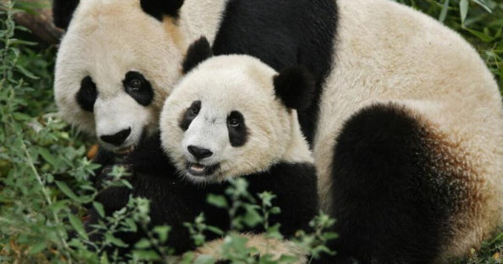dc-national-zoo-pandas-to-depart-for-china-by-end-of-the-year