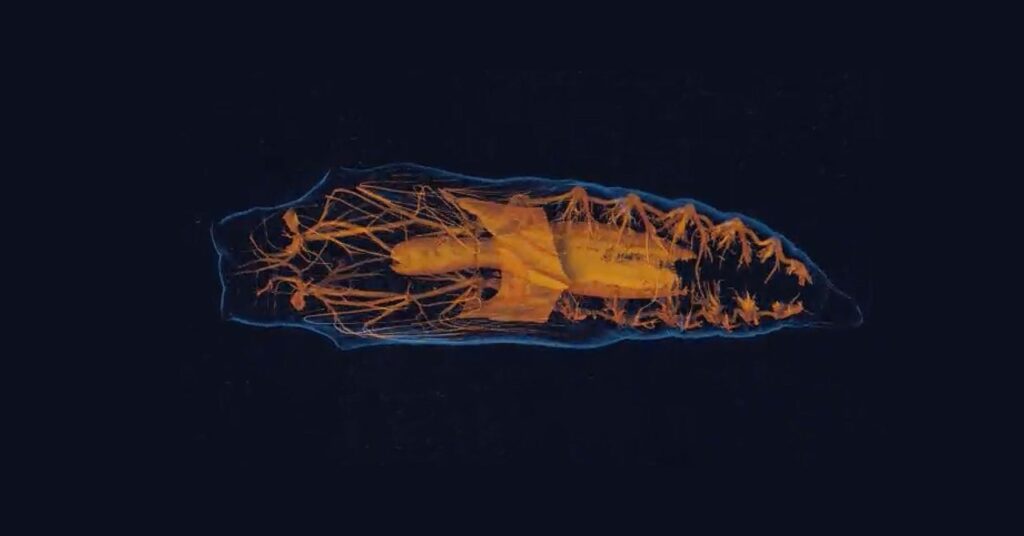 how-insect-brains-melt-and-rewire-during-metamorphosis