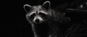 mother-saves-infant-son-in-‘extremely-rare’-raccoon-attack-inside-home