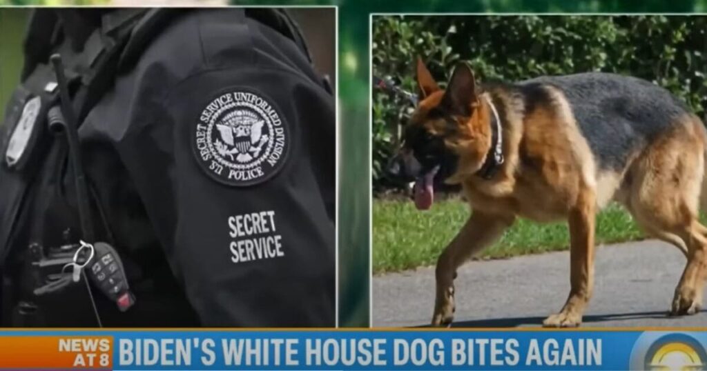 joe-biden’s-dog-bit-another-secret-service-agent-–-the-11th-time-“commander”-bit-an-agent-that-we-know-of-–-this-is-the-new-dog,-the-last-dog-was-removed-for-biting-people-|-the-gateway-pundit-|-by-jim-hoft