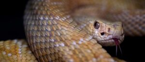 ‘i’m-cooked’:-influencer-gets-bitten,-hospitalized-by-venomous-eastern-diamondback-rattlesnake