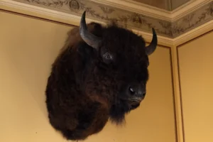 murdo’s-new-digs:-thune’s-bison-sidekick-moves-up-–-washington-examiner